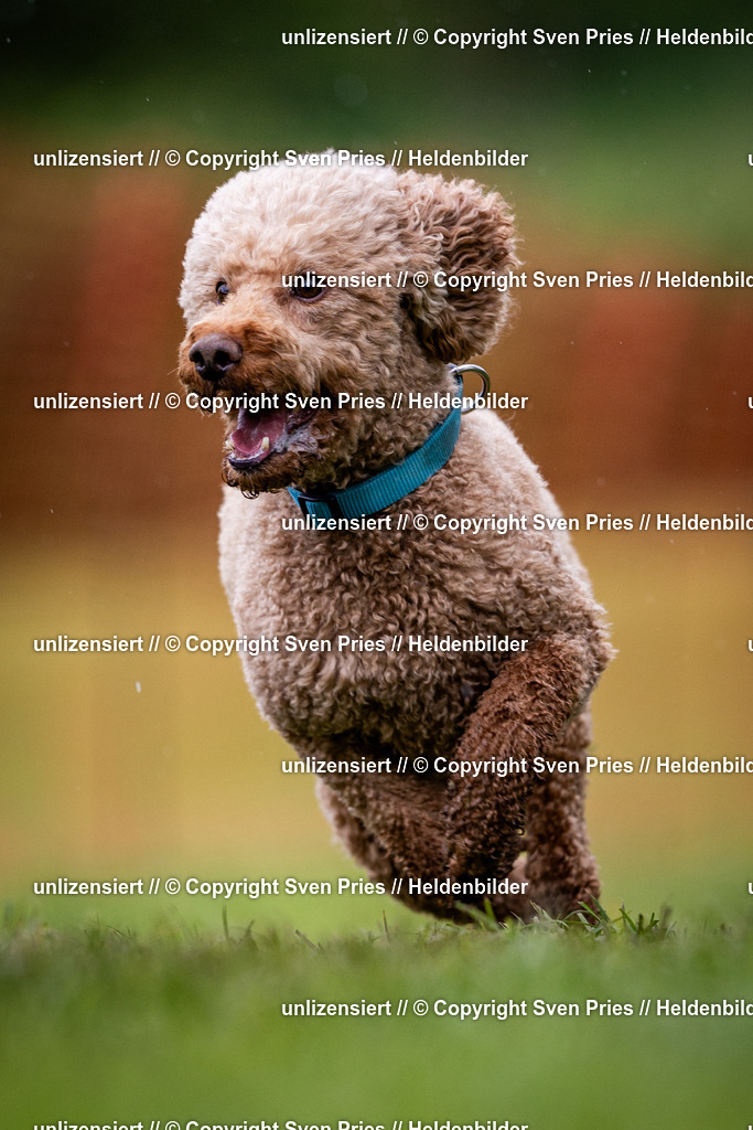 Sven Pries | 2024-04-21 - Hunderennen Baden-Oos
Foto: Sven Pries - Realisiert mit Pictrs.com