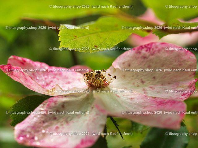 P6080205-titusgraphy-vz | Fotokunstarbeit aus der INSTAGRAM-Gallerie auf titusgraphy.eu - Realisiert mit Pictrs.com