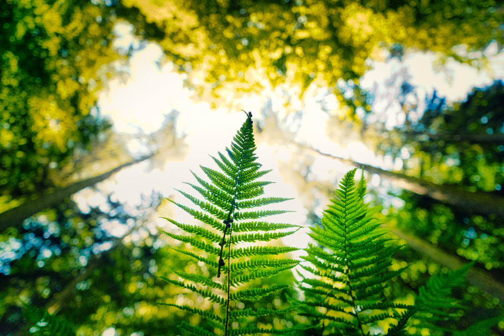 DSC03174 | die schönsten Bilder aus Wald und Wiese, sowie Streifzüge durch den Garten mit der gesamten Blumen & Insektenwelt.   - Realisiert mit Pictrs.com