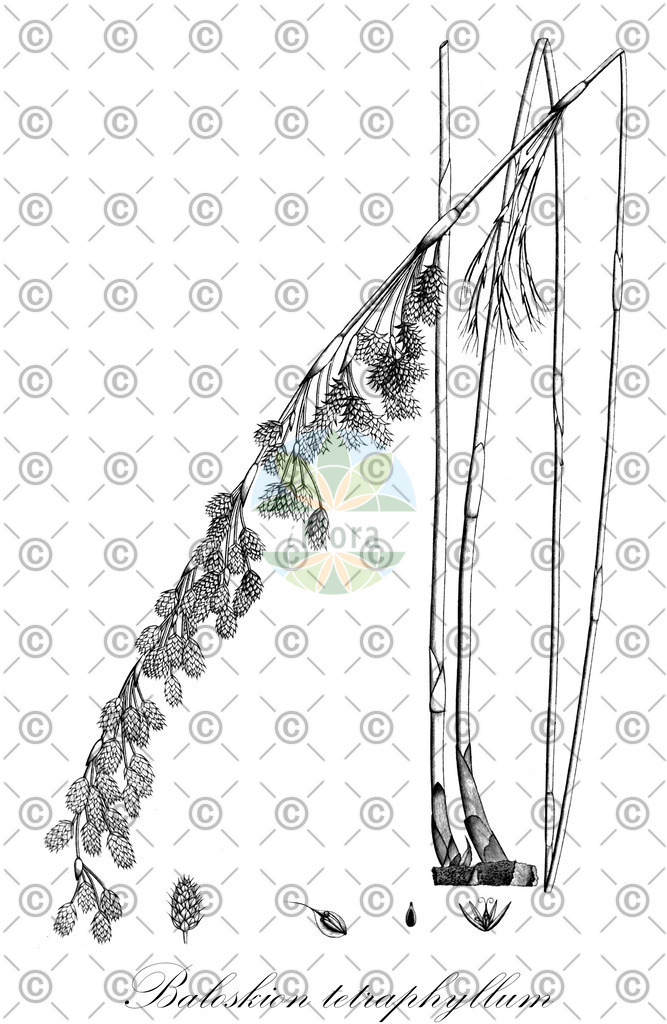HistAbb_wfo-0000178495_1_ENZY_Simple | Historische Abbildung von Baloskion tetraphyllum - Restionaceae | Historical Illustration of Baloskion tetraphyllum - Restionaceae