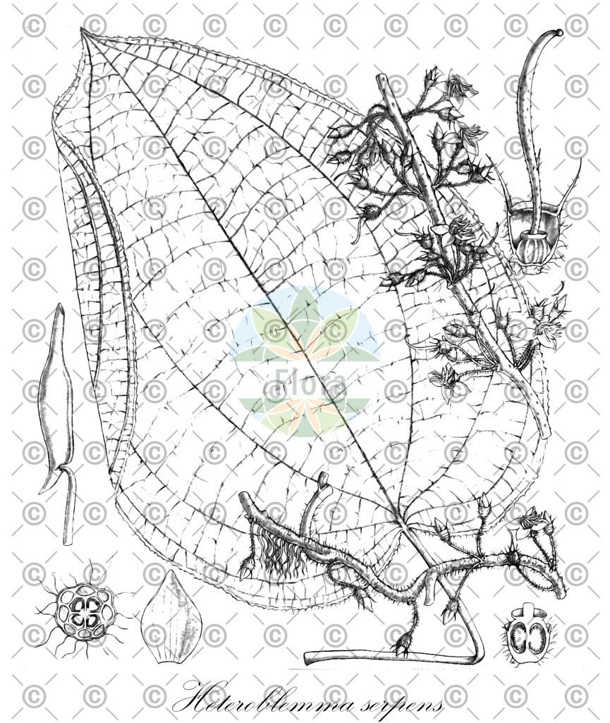 HistAbb_7P5VL_1_ENZY_Simple | Historische Abbildung von Heteroblemma serpens - Melastomataceae | Historical Illustration of Heteroblemma serpens - Melastomataceae