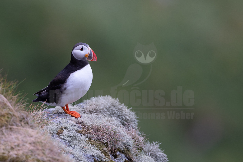 R5NF5851-20230720 | Der Papageitaucher – auch Papageientaucher oder Puffin genannt – ist eine Vogelart aus der Familie der Alkenvögel. Die Art brütet in Erdhöhlen an und auf Klippen oder an deren Fuß im Nordatlantik sowie im westlichen Nordpolarmeer. - Realisiert mit Pictrs.com