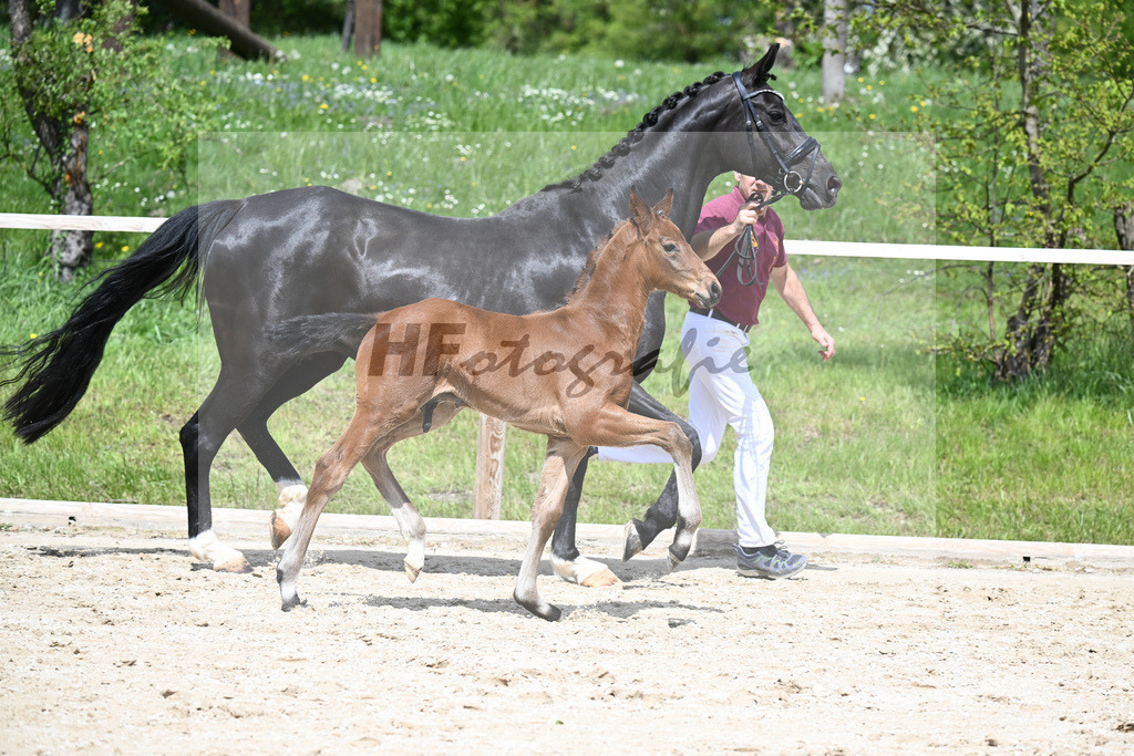 Va Bene x De Niro_HF_Eder_11240665 | hf-fotografie - Realisiert mit Pictrs.com
