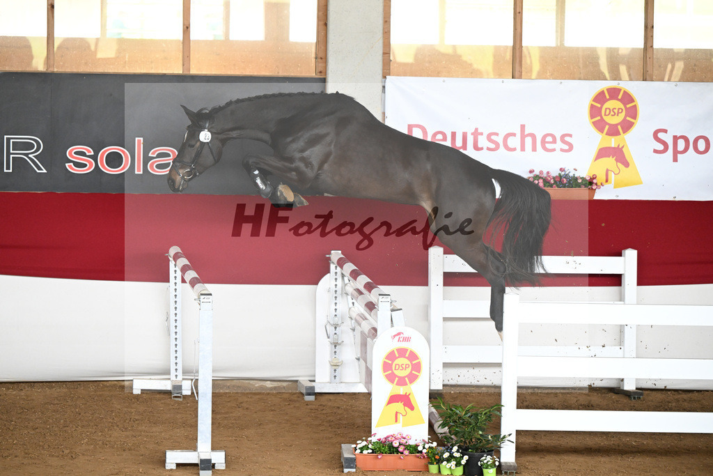 Kat-Nr. 23 Celina v. Chubakko_Ostermann_9240528 | hf-fotografie - Realizzato con Pictrs.com