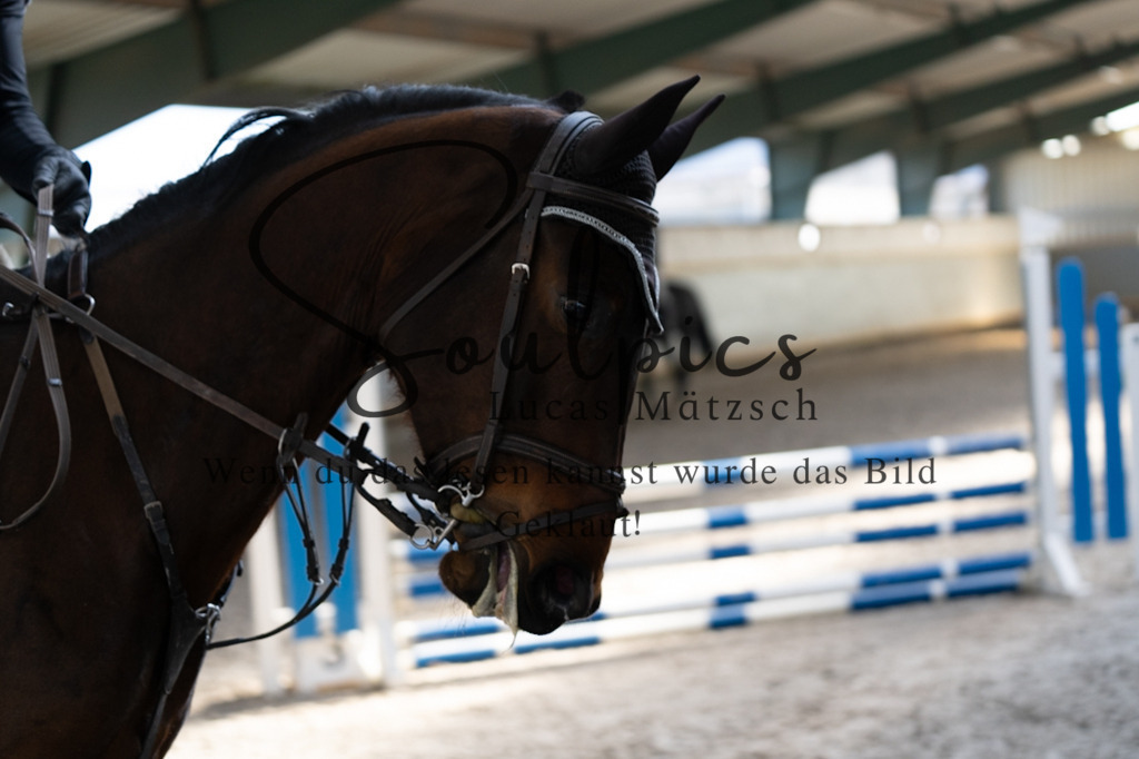 A7V06452 | Pferdefotograf