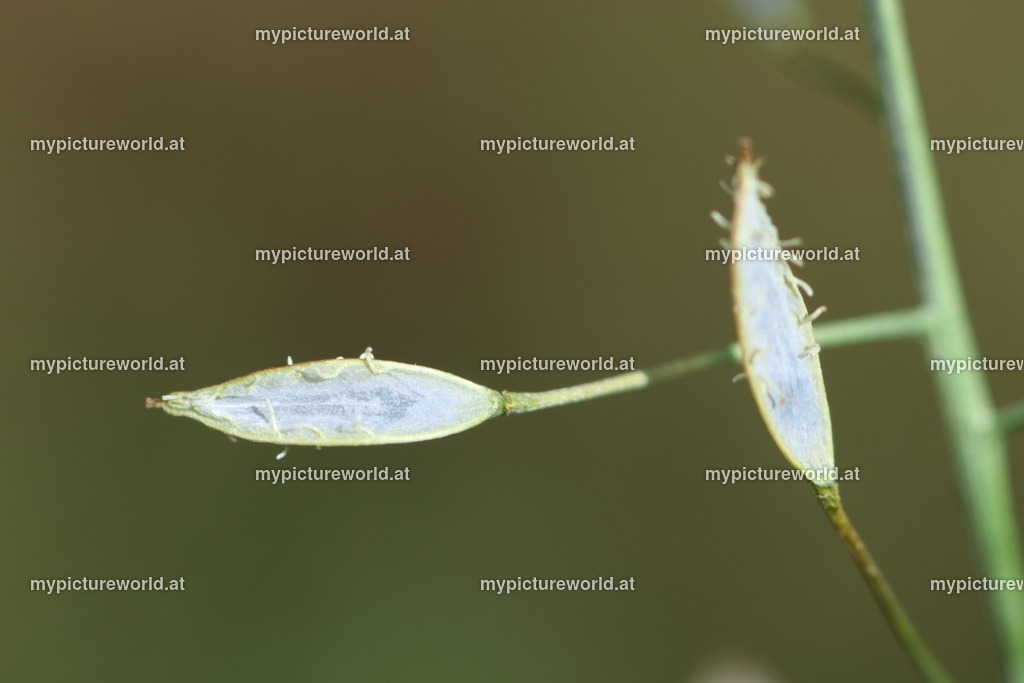 Gewöhnliches Hirtentaeschel-003 | Das Bilderarchiv über Tiere, Planzen und Landschaften. In der Bilddatenbank finden Sie ein große Auswahl an hochwertigen Bilder für Ihre Werbung - Realized with Pictrs.com