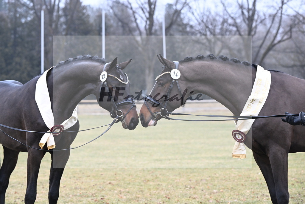 Kat.-Nr. 22 v. Heartbreaker_Laue_Kat.-Nr. 14 v. Cornet_s Balou (Balou du Reventon Z)_Keitel und Laue_3265841 | hf-fotografie - Realisiert mit Pictrs.com