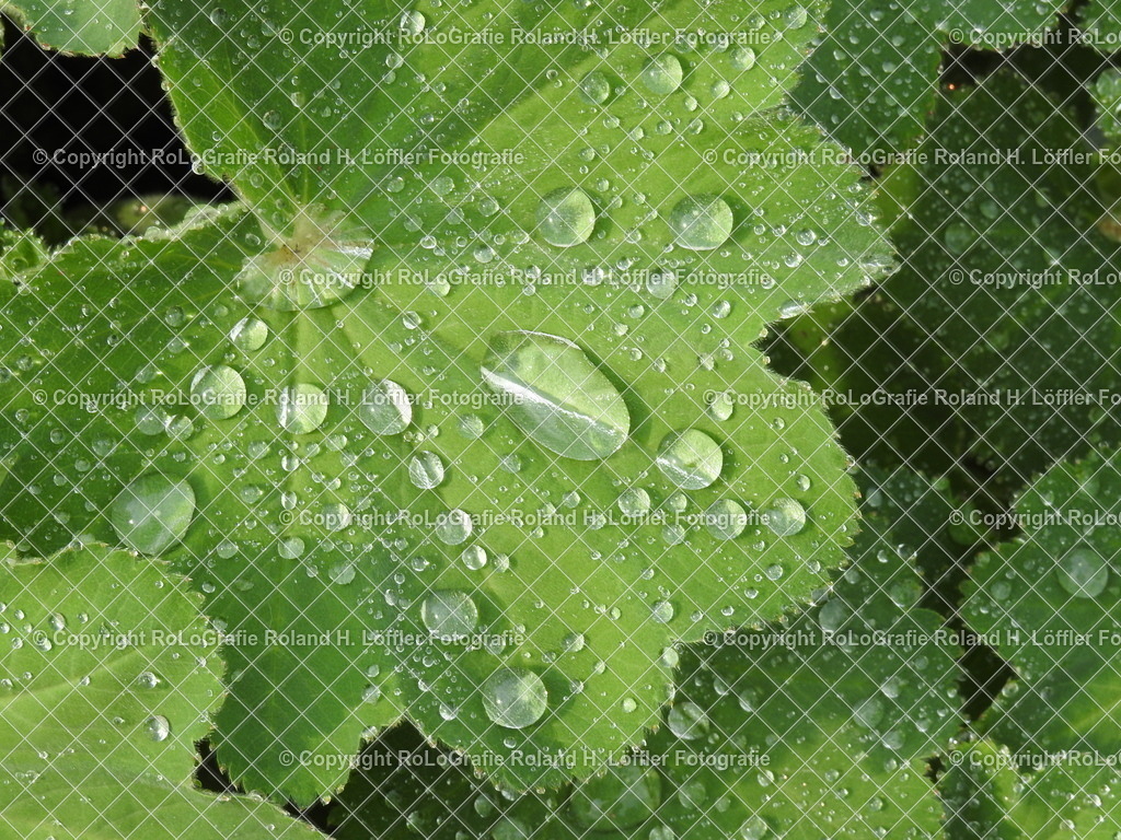 Blatt-mit-Tautropfen | Tautropfen auf einem Blatt - Realisiert mit Pictrs.com