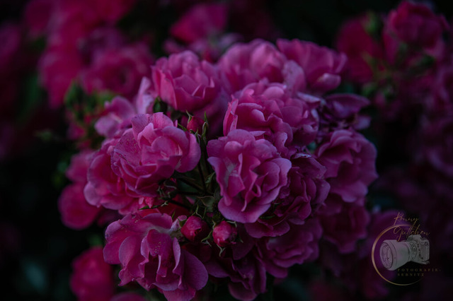 DSC_1485-2 | Shop für Prints Landschaftsfotografie Sächsische Schweiz Naturfotografie in Thüringen Fotos vom Findlingspark Nochten Kloster Sankt Marienstern Bilder Festung Königstein PanoramaRhododendronpark Kromlau FotogalerSchleswig-Holstein Küstenlandschaften