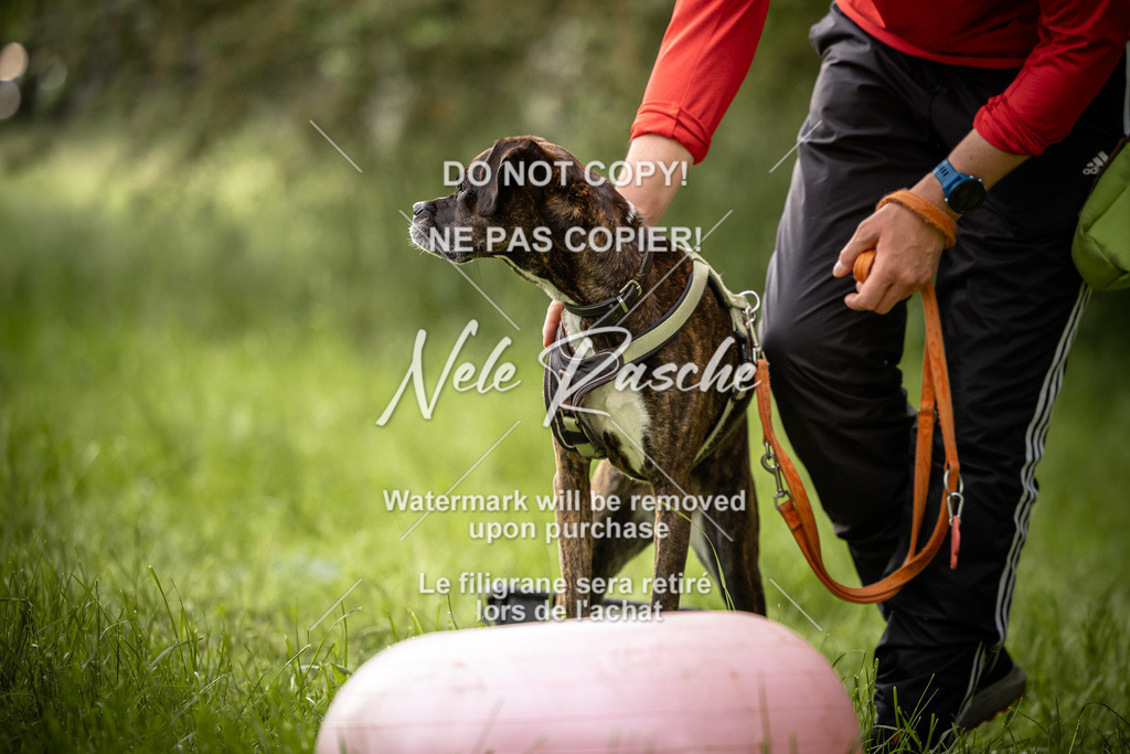 nelerasche_So-earlydog_86 | nelerasche
