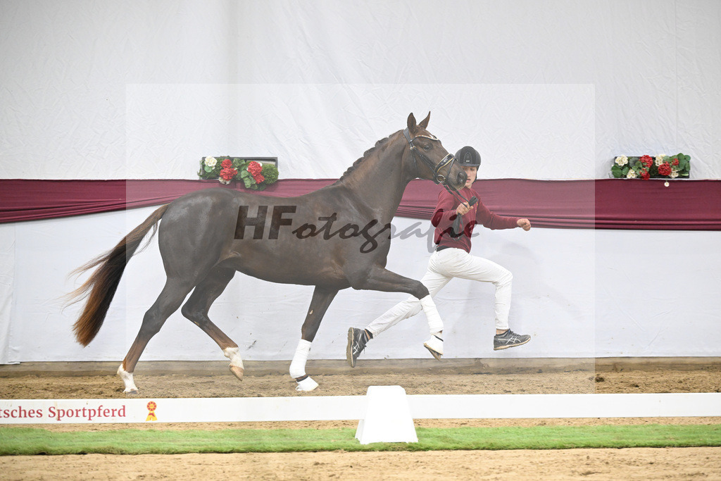 Kat-Nr. 129 Floricello x Dantano_Norbert Hoechsmann_47254312 | hf-fotografie - Realisiert mit Pictrs.com