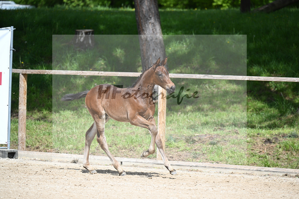 Adzaro de L Abbaye B x Cornet Obolensky_HF_Berger_11240303 | hf-fotografie - Realisiert mit Pictrs.com