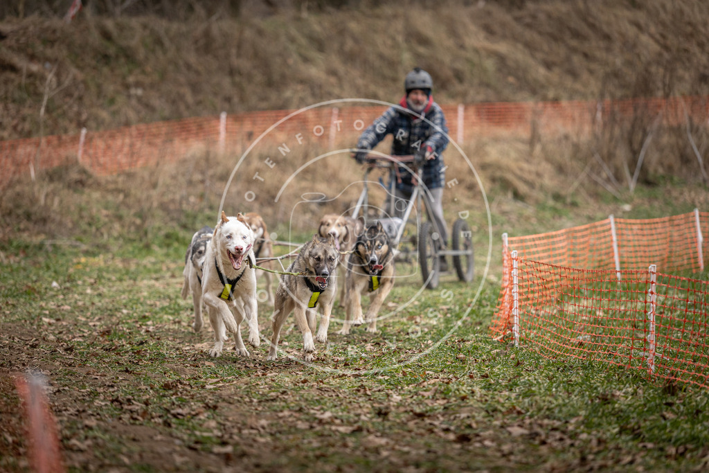 Pfotenfotografie_DV3A6471 | Hundefotografie, Tierfotograf, Pfotenfotografie, Fotoshooting Hund, Hunde Portrait, Hundesport, Hundeportraits, Heideshooting, Hunde, Sportfotograf, Hundefotograf, Turnierhundsport, THS,  - Realisiert mit Pictrs.com