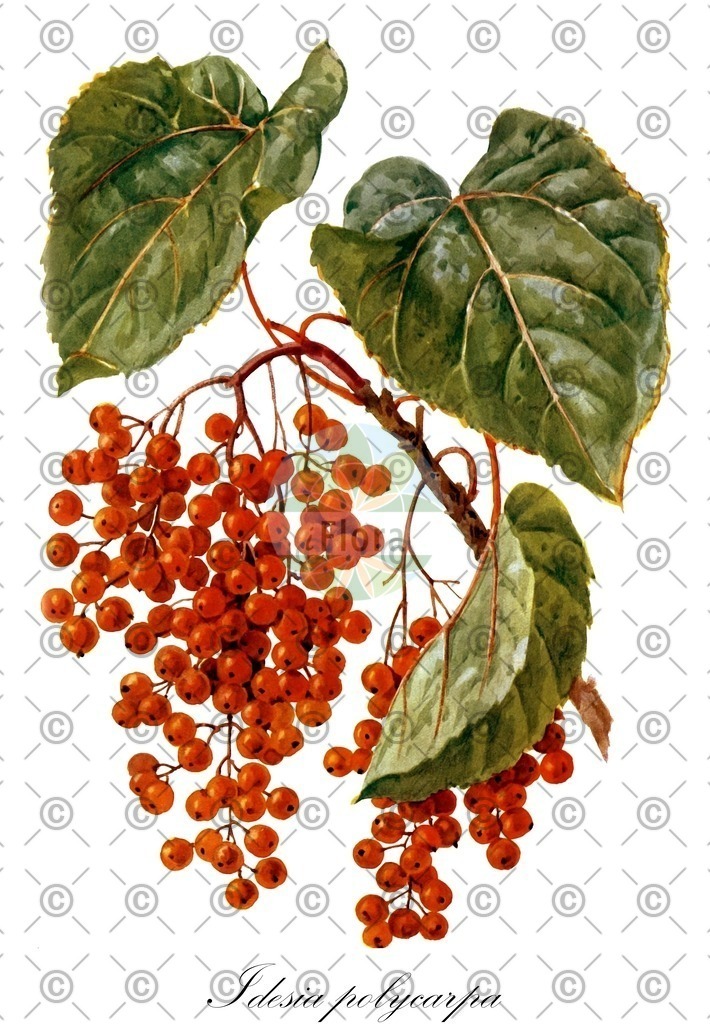 HistAbb_wfo-0000217367_1_ENZY_Simple | Historische Abbildung von Idesia polycarpa - Salicaceae | Historical Illustration of Idesia polycarpa - Salicaceae