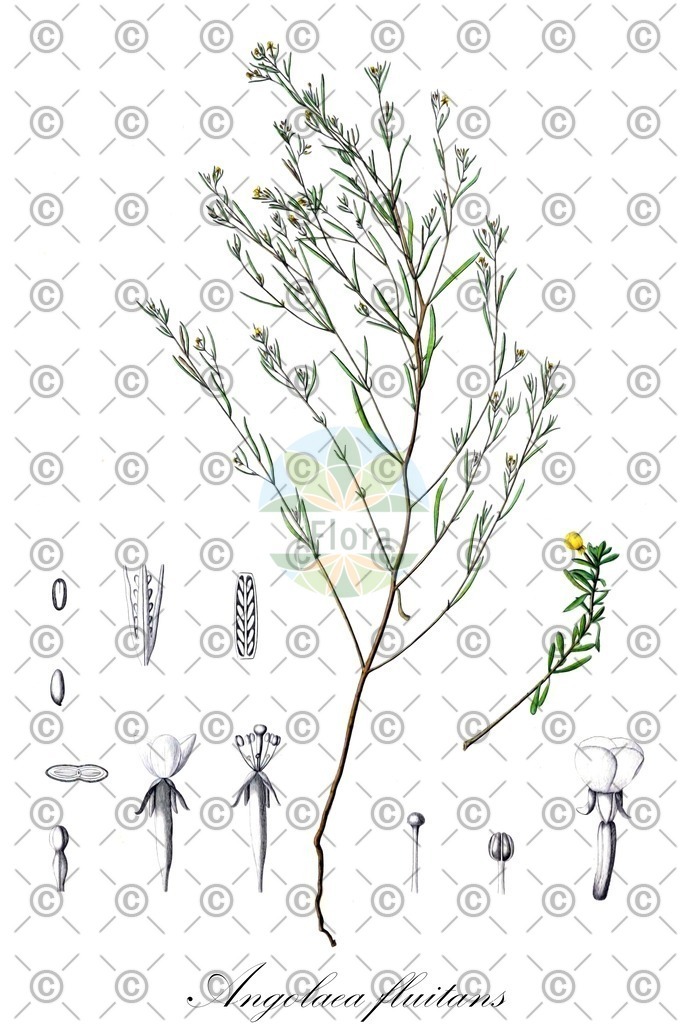 HistAbb_wfo-0000536542_295_ENZY_Simple | Historische Abbildung von Angolaea fluitans - Podostemaceae | Historical Illustration of Angolaea fluitans - Podostemaceae