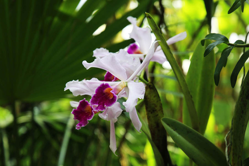Orchideenschau im Botanischen Garten der Universität Leipzig | Entdecke über 20 Kategorien Leipzig-Motive: Foto-Downloads, hochwertige Poster, Leinwand- & Fine-Art-Prints. Jetzt Lieblingsfoto im Bildlexikon Leipzig Shop bestellen!
