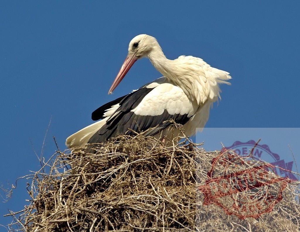 White stork standing on large stick nest against blue sky | White stork watching from its massive nest, symbolising new life and family - Realisiert mit Pictrs.com