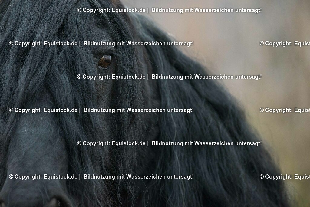 20150217_TOMsPiC_0015 | equistock