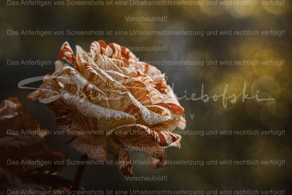 Wandbild Rose | People- und Tierfotografie, Imageaufnahmen, Veranstaltungsfotografie und Wandbilder aus der Natur ★ Made in Germany ✔️ Druck + Downloads ✔️ Naturfotografie in Top Qualität ★ schneller Versand, weltweite Lieferung! - Realisiert mit Pictrs.com