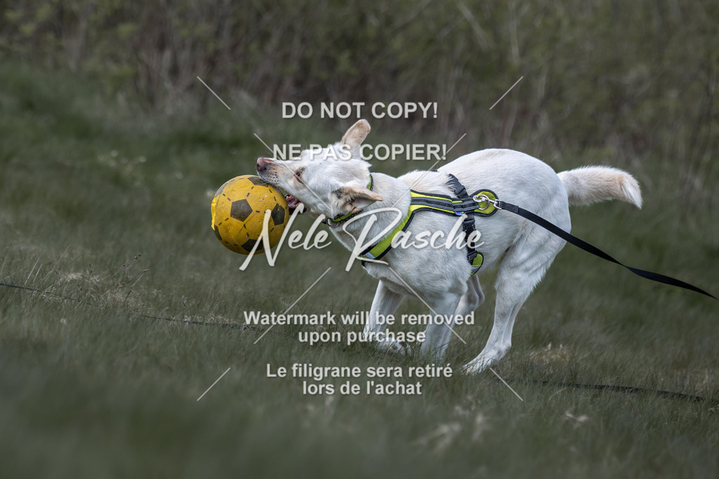 6Z1A0989 | nelerasche