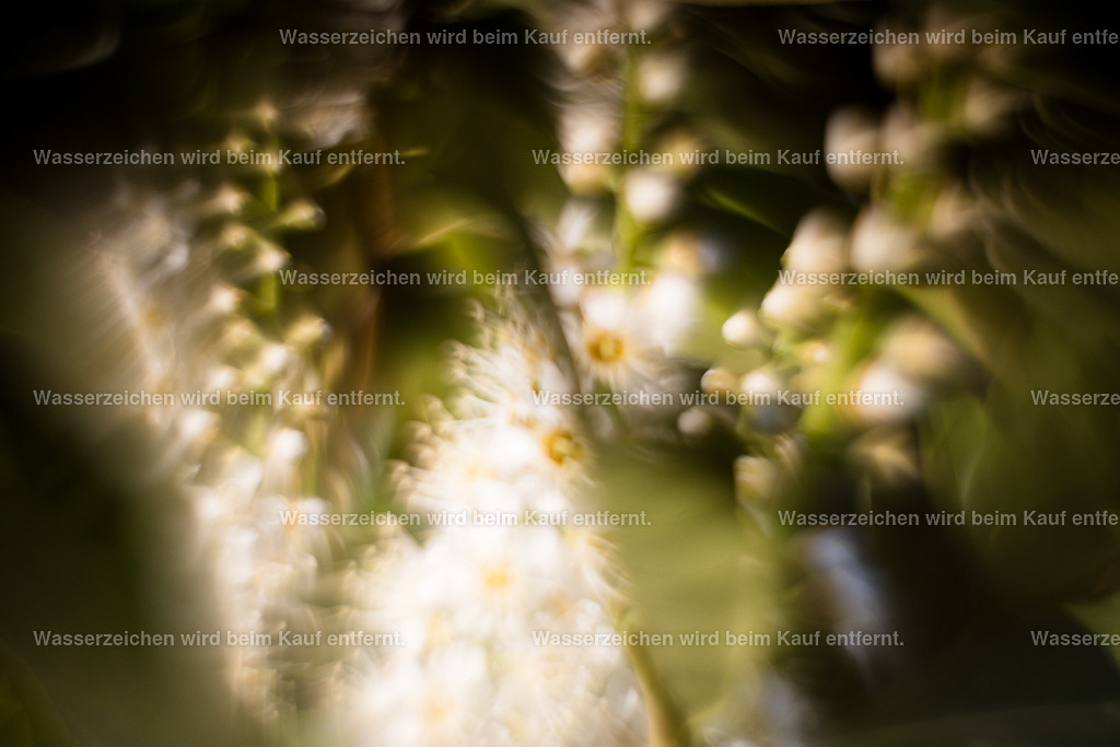 Spiegelwelten | Die Botschaft zum Bild lautet: Wohlgerüche und Sehnsüchte verbinden sich in dem Spiegel deines Seins. Lass dein Sein Auferstehen in dem Schein des Universums. All deine Sinne öffnen sich. Somit öffnen sich die Türen und die Tore für wundervolle, lichtvolle Wesen und Botschaften. Du bist geschützt und geliebt.