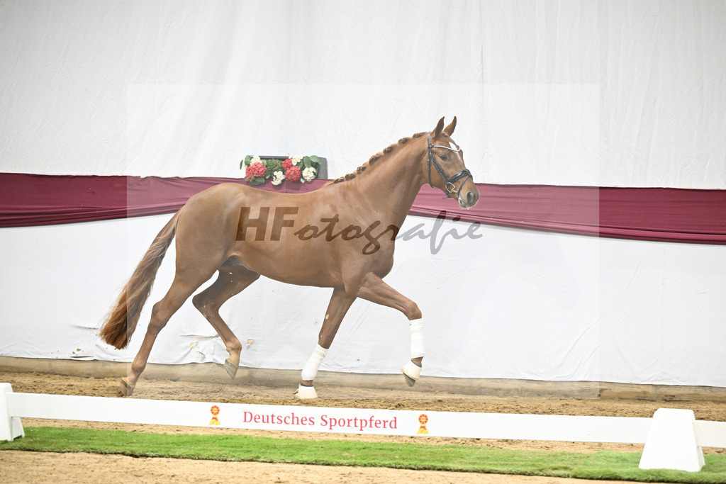 Kat-Nr. 132 Donier x Sir Alfred_Christian Kraus_47254456 | hf-fotografie - Realisiert mit Pictrs.com