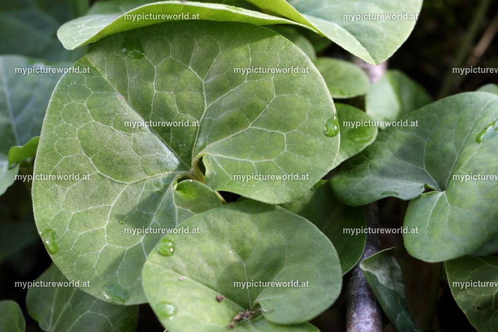 Haselwurz-003 | Rundlich-nierenförmige Laubblätter - Realisiert mit Pictrs.com