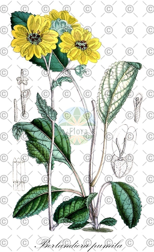 HistAbb_wfo-0000213493_1_ENZY_Simple | Historische Abbildung von Berlandiera pumila - Asteraceae | Historical Illustration of Berlandiera pumila - Asteraceae