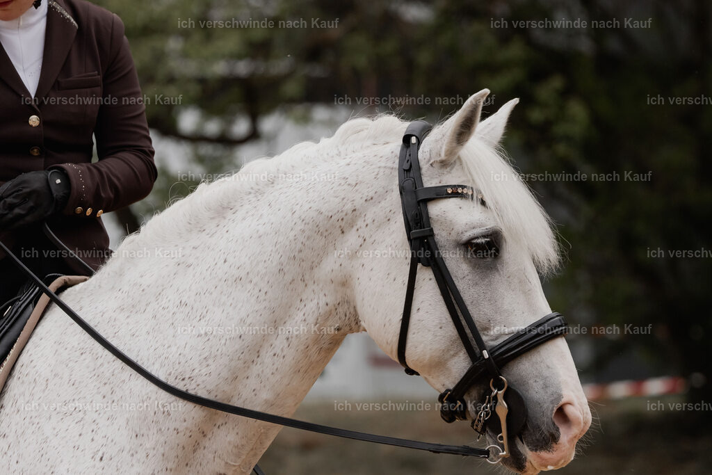 WE_DR_Stoib_318_PI2025_508 | Pferd International München 2025