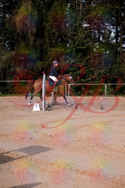 2026_10_03_Siefer-Hof_145626_Z81_37305807 | Professionelle Reitsport-, Turnier- und Eventfotografie von Robert Broda. Galerien mit ausgewählten und bearbeiteten Bildern direkt online ansehen und bestellen.