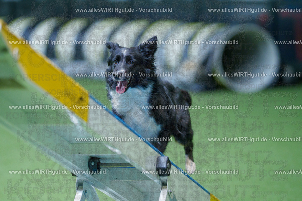 @allesWIRTHgut_Tierfotografie - www.allesWIRTHgut.de - 2604261132-7R509689 | Professionelle Tierfotografie in Mönchengladbach von Daniel Wirth (allesWIRTHgut). Liebevolle & natürliche Bilder von Hunden & Katzen für unvergessliche Erinnerungen.