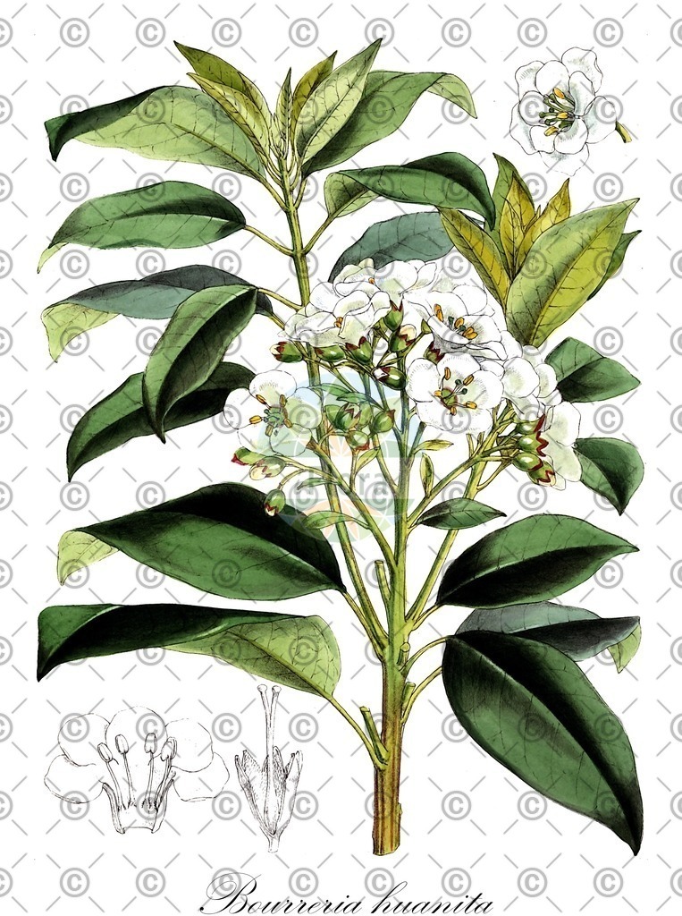 HistAbb_wfo-0000853999_1_ENZY_Simple | Historische Abbildung von Bourreria huanita - Boraginaceae | Historical Illustration of Bourreria huanita - Boraginaceae
