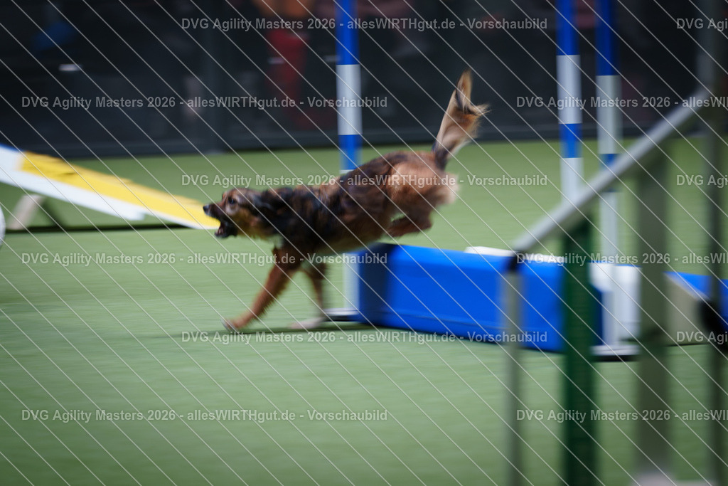 allesWIRTHgut_Tierfotografie-DVG_Agility_Masters_2026-15_03-7R506031 | Professionelle Tierfotografie in Mönchengladbach von Daniel Wirth (allesWIRTHgut). Liebevolle & natürliche Bilder von Hunden & Katzen für unvergessliche Erinnerungen.