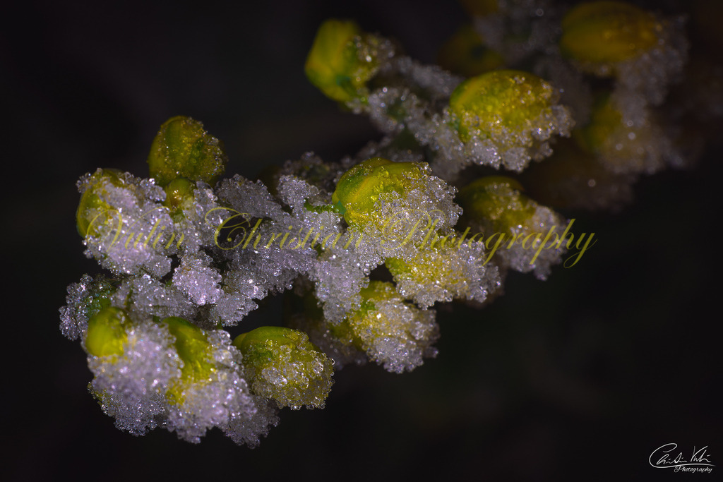 MN 38 | Christian Vulin  - Realisiert mit Pictrs.com