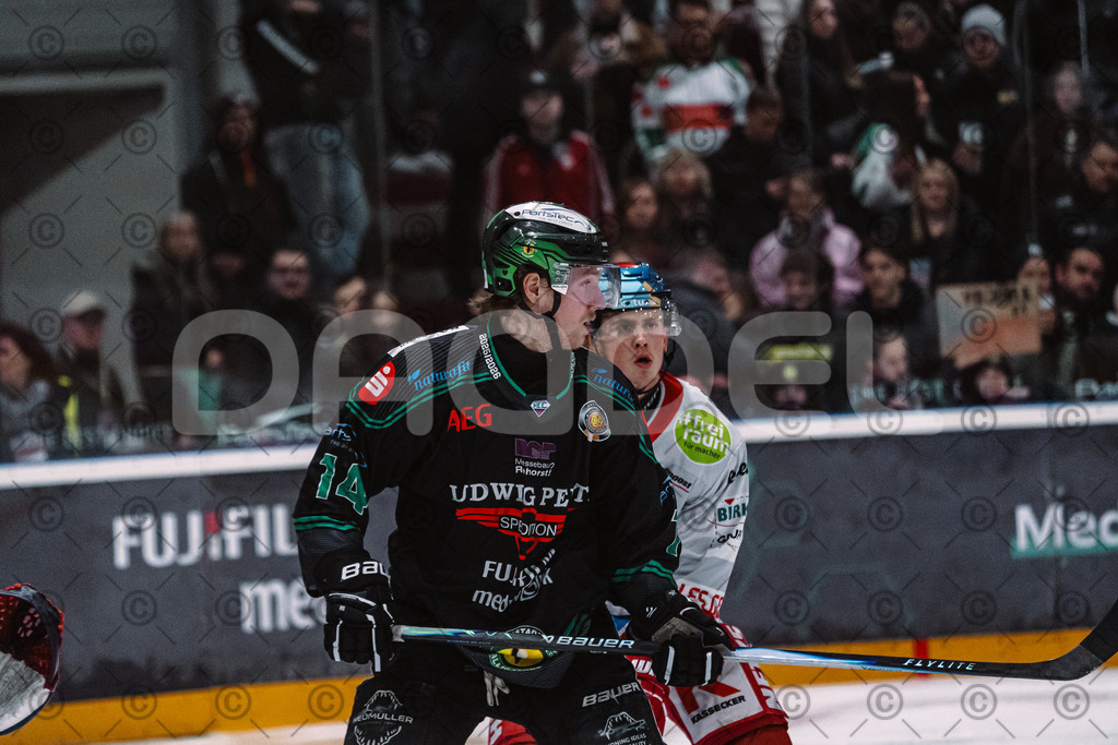 Alligators_vs_Selb_27_02_2026-35 | Höchstadt Alligators Fotogalerie: Eishockey-Action aus Franken. Professionelle Spielfotos, Portraits & Stadionbilder zum Download. Jetzt entdecken! - Realisiert mit Pictrs.com