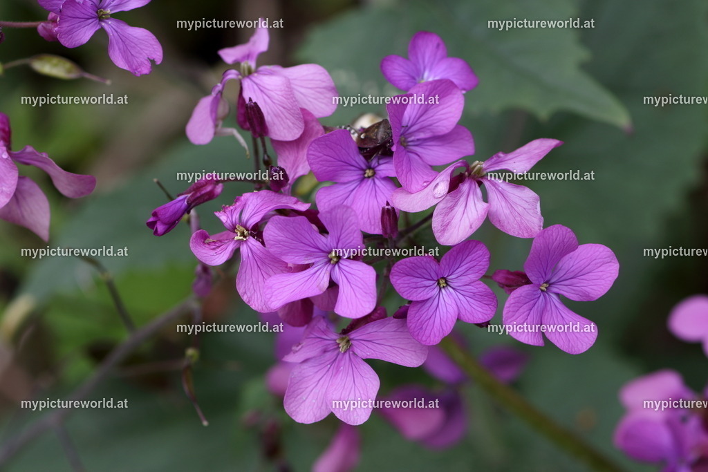 Einjähriges Silberblatt-001 | Das Bilderarchiv über Tiere, Planzen und Landschaften. In der Bilddatenbank finden Sie ein große Auswahl an hochwertigen Bilder für Ihre Werbung - Realisiert mit Pictrs.com