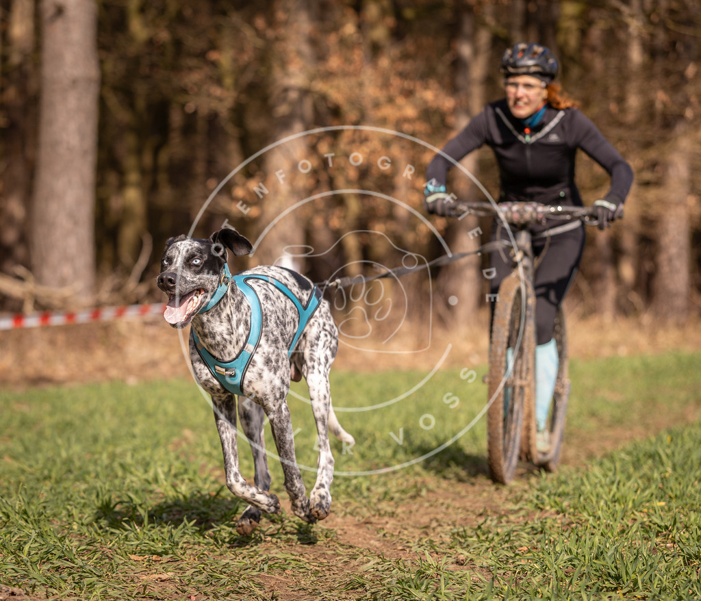 DV3A6100 | Hundefotografie, Tierfotograf, Pfotenfotografie, Fotoshooting Hund, Hunde Portrait, Hundesport, Hundeportraits, Heideshooting, Hunde, Sportfotograf, Hundefotograf, Turnierhundsport, THS,  - Realisiert mit Pictrs.com