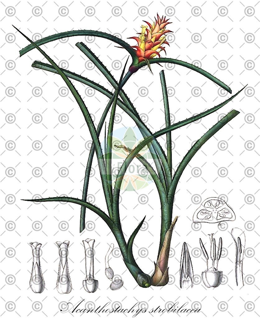 HistAbb_wfo-0000337020_1_ENZY_Simple | Historische Abbildung von Acanthostachys strobilacea - Bromeliaceae | Historical Illustration of Acanthostachys strobilacea - Bromeliaceae