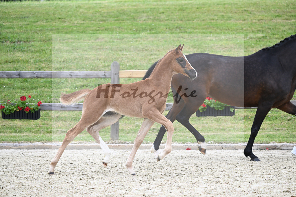 Kat-Nr. 17 HF Benicio_Binder_17230571 | hf-fotografie - Realizzato con Pictrs.com