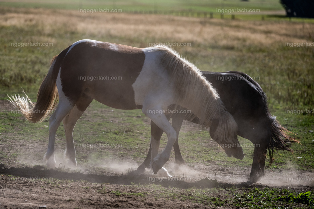 Islandhengste | Ingo Gerlach