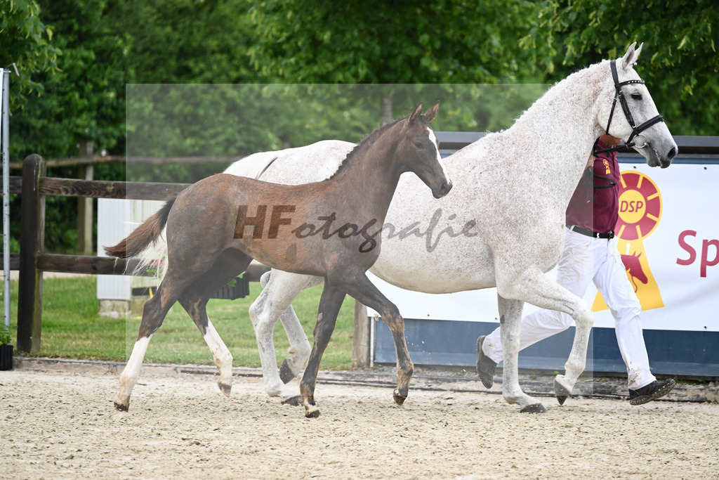 Kat-Nr. 42 SF Benicio_Rudolph_17231546 | hf-fotografie - Realisiert mit Pictrs.com