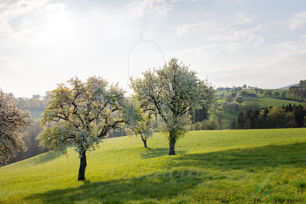 Birnbaumblüte Pyhrafeld | Ihre Fotografin im Lungau, ihre Fotografin im Mostviertel, Wandbilder Onlineshop, Imagefotos für Ihr Unternehmen,  - Realisiert mit Pictrs.com