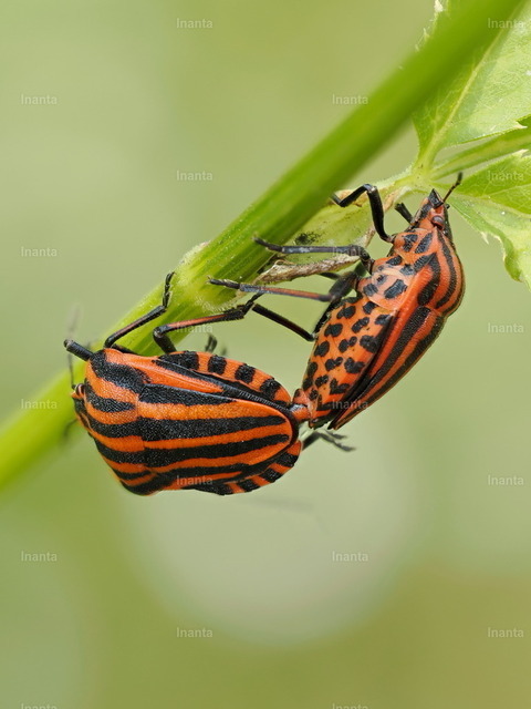 Streifenwanze (Graphosoma italicum) | Inanta - Realisiert mit Pictrs.com