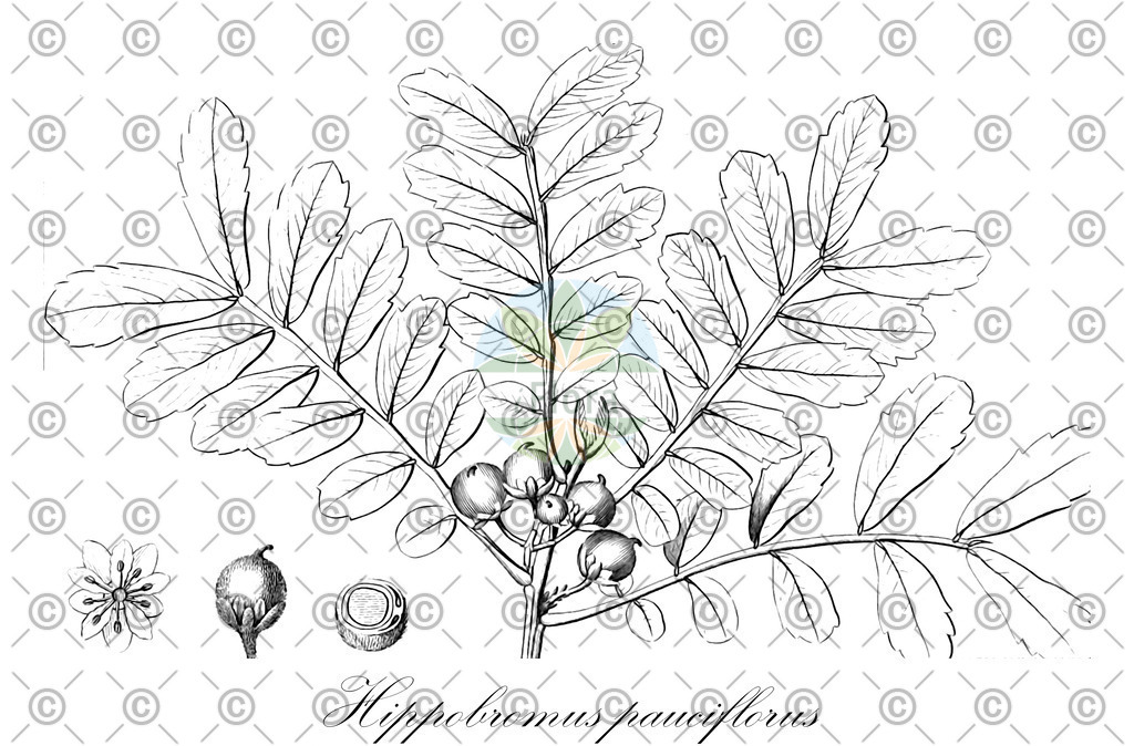 HistAbb_wfo-0000073753_1_ENZY_Simple | Historische Abbildung von Hippobromus pauciflorus - Sapindaceae | Historical Illustration of Hippobromus pauciflorus - Sapindaceae
