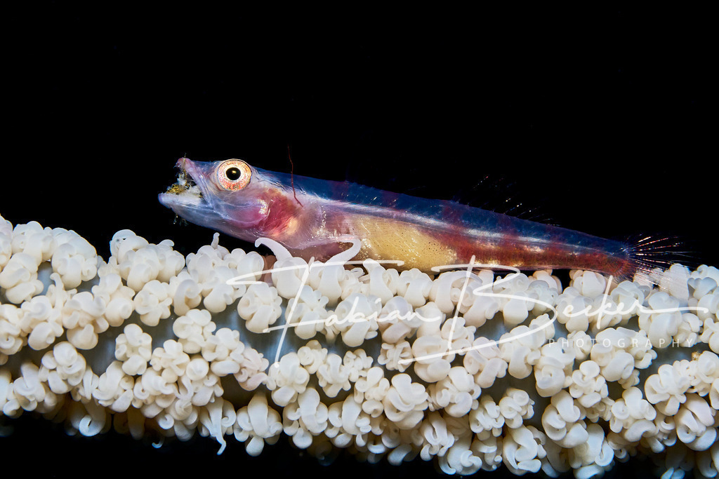 Snacktime - 3 | Einzigartige Wandbilder von faszinierenden Unterwasserwelten. Exklusive Kunst für Empfangsbereiche, Wohnraum oder Wartezimmer. - Realisiert mit Pictrs.com