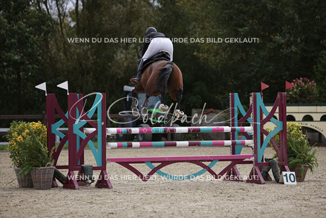 1J2A0792Britta Braunert_ Convolto PS_ Kn289_ Havekost | Foto- und Videografie für alles rund ums Pferd. Hochwertige Bilder und Videos vom Spring- und Dressurreiten, Voltigieren & mehr. Jetzt aktuelle Veranstaltungen und Preise im Shop ansehen. - Realisiert mit Pictrs.com