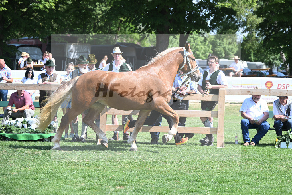 Kat-Nr. 21 Iluna_Steffl_20230322 | hf-fotografie - Realisiert mit Pictrs.com