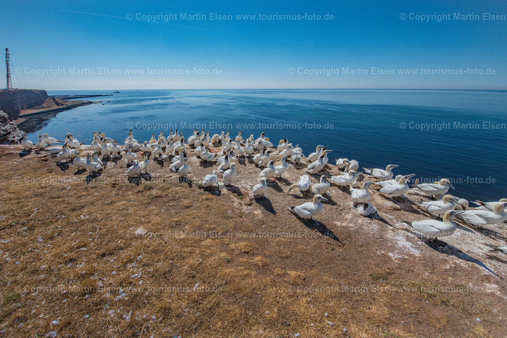 Helgoland Bastölpel_ELS_3460030818 | Helgoland - Aufnahmedatum: 03.08.2018, Aufnahmehöhe:  m, Koordinaten:  - , Bildgröße: 7661 x  5108 Pixel - Copyright 2018 by Martin Elsen, Kontakt: Tel.: +49 157 74581206, E-Mail: info@schoenes-foto.deSchlagwörter:Schleswig-Holstein,Landkreis Pinneberg,Düne,Hochseeinsel,Börteboote,Meer,Küste,Halunder,Oberland,Unterland,Strand,Seehunde,Robben,Lange Anna,Felsen,Roter Felsen,Luftbild,Luftbilder,Bastölpel - Realisiert mit Pictrs.com