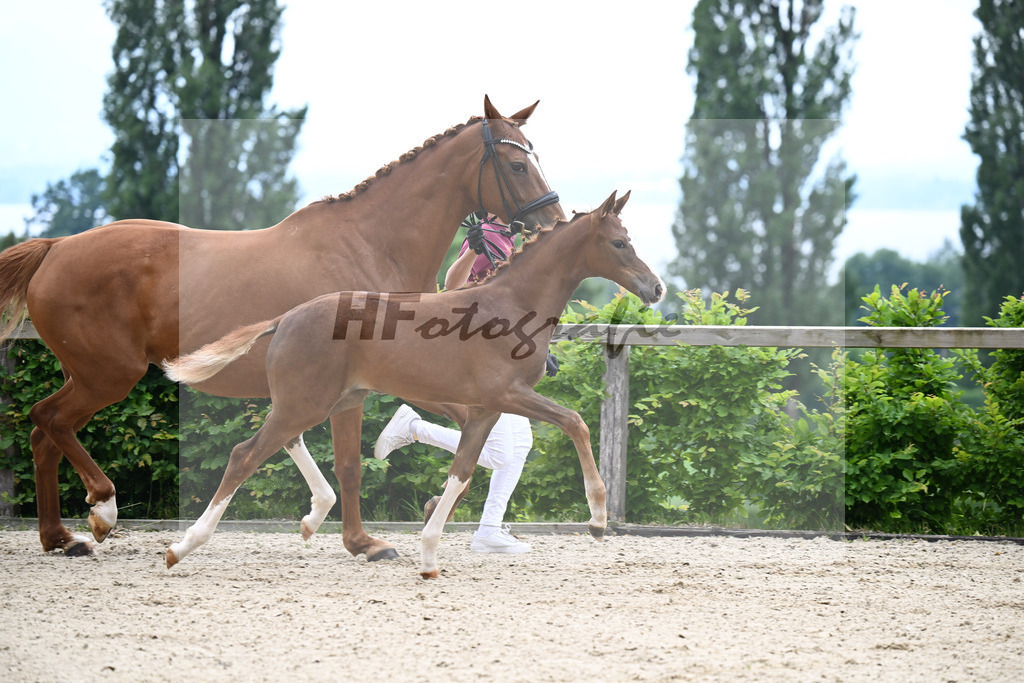 Kat-Nr. 3 Bastiano x Danone I_SF_Moser u Schuhmann_14250069 | hf-fotografie - Realisiert mit Pictrs.com