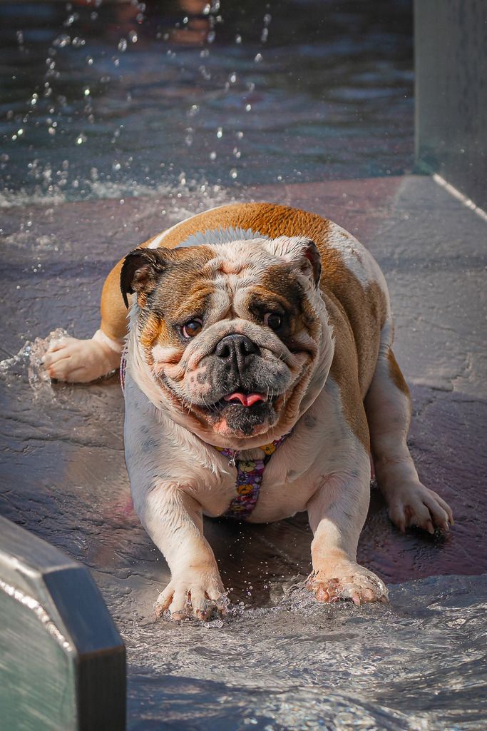 allesWIRTHgut Tierfotografie - 1458-FAY04109 | Professionelle Tierfotografie in Mönchengladbach von Daniel Wirth (allesWIRTHgut). Liebevolle & natürliche Bilder von Hunden & Katzen für unvergessliche Erinnerungen.